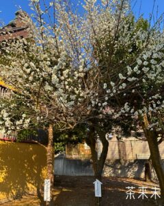 茶来未敷地内の桜